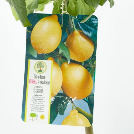LIMONERO LUNERO 10L