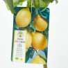 LIMONERO LUNERO 10L