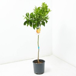 NARANJO SALUSTIANA 10L