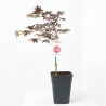 ACER PALMATUM ROJO  MACETA 5L