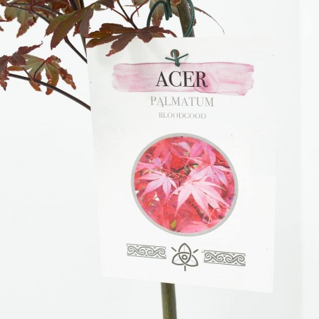 ACER PALMATUM ROJO  MACETA 5L
