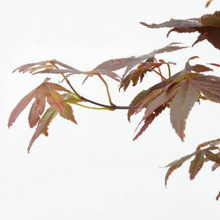 ACER PALMATUM ROJO  MACETA 5L