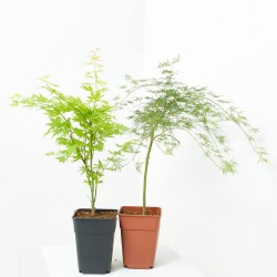 ACER PALMATUM VERDE MACETA 5L