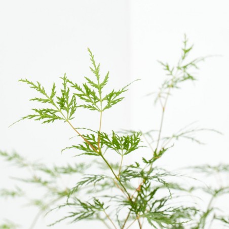 ACER PALMATUM VERDE MACETA 5L