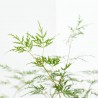 ACER PALMATUM VERDE MACETA 5L
