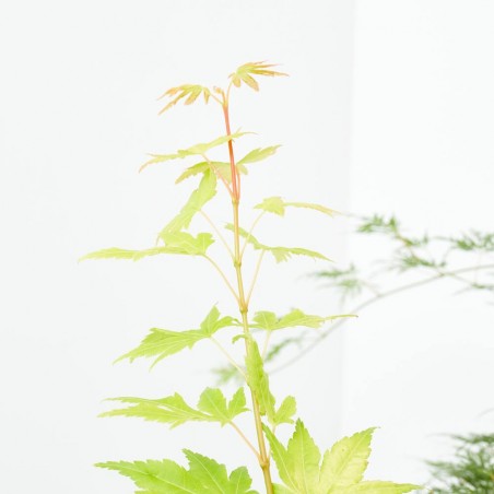 ACER PALMATUM VERDE MACETA 5L