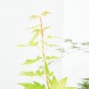 ACER PALMATUM VERDE MACETA 5L