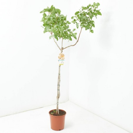 PISTACHO MACETA 10L