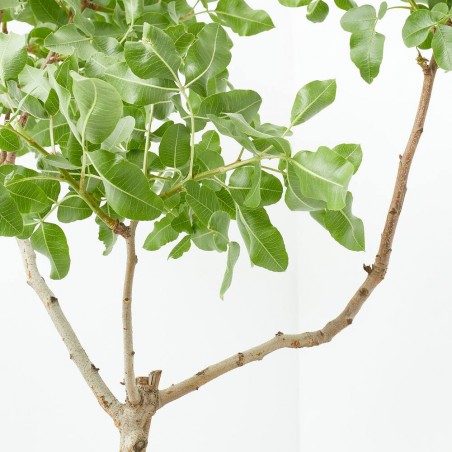 PISTACHO MACETA 10L