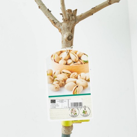 PISTACHO MACETA 10L