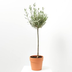 OLIVO VARIEDADES COPA