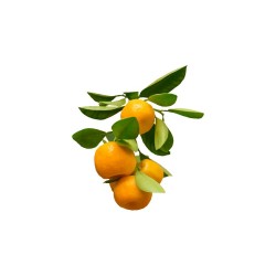 CALAMONDINO