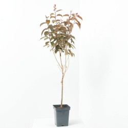 PRUNUS DE FLOR MACETA 5L