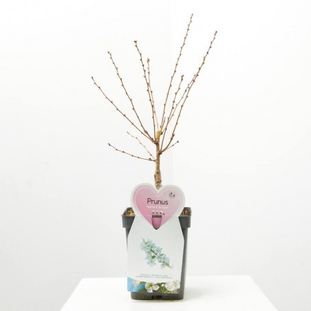 PRUNUS DE FLOR MACETA 5L