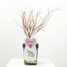 PRUNUS DE FLOR MACETA 5L
