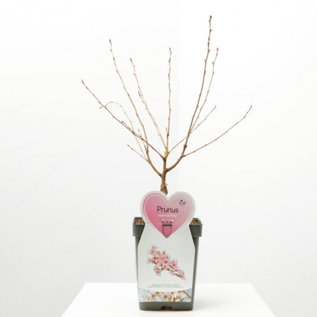 PRUNUS DE FLOR MACETA 5L
