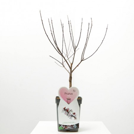 PRUNUS DE FLOR MACETA 5L