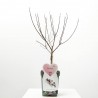 PRUNUS DE FLOR MACETA 5L