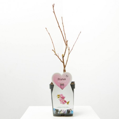 PRUNUS DE FLOR MACETA 5L