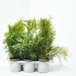 CONÍFERAS BANDEJA 6 UDS