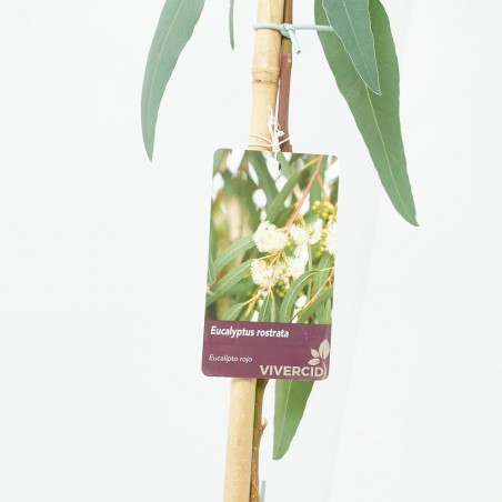 EUCALIPTO MACETA 10L