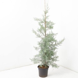 CUPRESSUS ARIZÓNICA  MACETA 10L