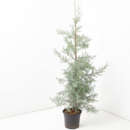 CUPRESSUS ARIZÓNICA  MACETA 10L