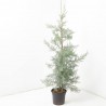 CUPRESSUS ARIZÓNICA  MACETA 10L