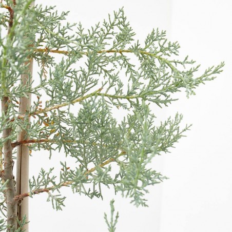 CUPRESSUS ARIZÓNICA  MACETA 10L