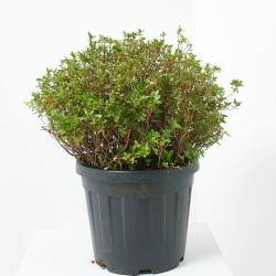 AZALEA JAPÓNICA AMOENA MACETA 20 LITROS