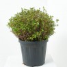 AZALEA JAPÓNICA AMOENA MACETA 20 LITROS