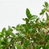 AZALEA JAPÓNICA AMOENA MACETA 20 LITROS