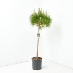 PINUS PINEA CLT. 18