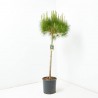 PINUS PINEA CLT. 18