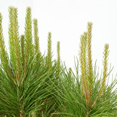 PINUS PINEA CLT. 18