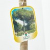 PINUS PINEA CLT. 18