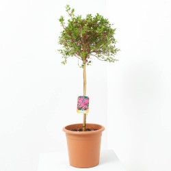 AZALEA JAPONICA LV 12 MEDIO TALLO