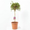 AZALEA JAPONICA LV 12 MEDIO TALLO