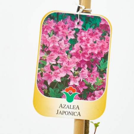 AZALEA JAPONICA LV 12 MEDIO TALLO