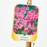 AZALEA JAPONICA LV 12 MEDIO TALLO