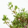 AZALEA JAPONICA LV 12 MEDIO TALLO
