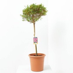 AZALEA JAPONICA AMOENA LV 12 MEDIO TALLO