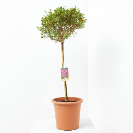 AZALEA JAPONICA AMOENA LV 12 MEDIO TALLO