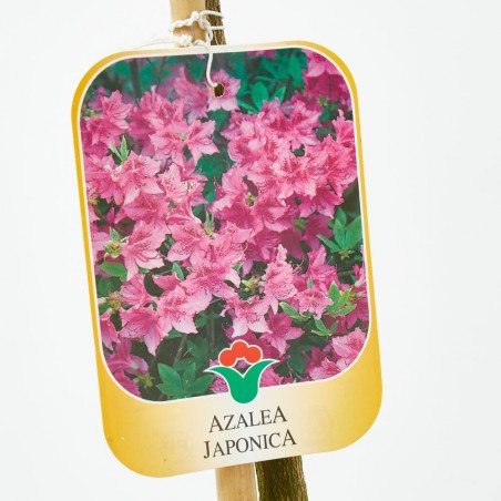 AZALEA JAPONICA AMOENA LV 12 MEDIO TALLO