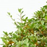 AZALEA JAPONICA AMOENA LV 12 MEDIO TALLO