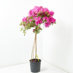 AZALEA JAPONICA MEDIO TALLO CLT18