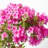 AZALEA JAPONICA MEDIO TALLO CLT18