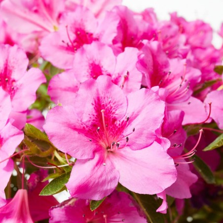 AZALEA JAPONICA MEDIO TALLO CLT18