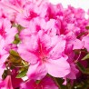 AZALEA JAPONICA MEDIO TALLO CLT18