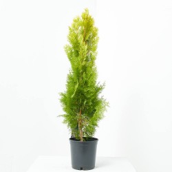 THUYA PIRAMIDAL AUREA
